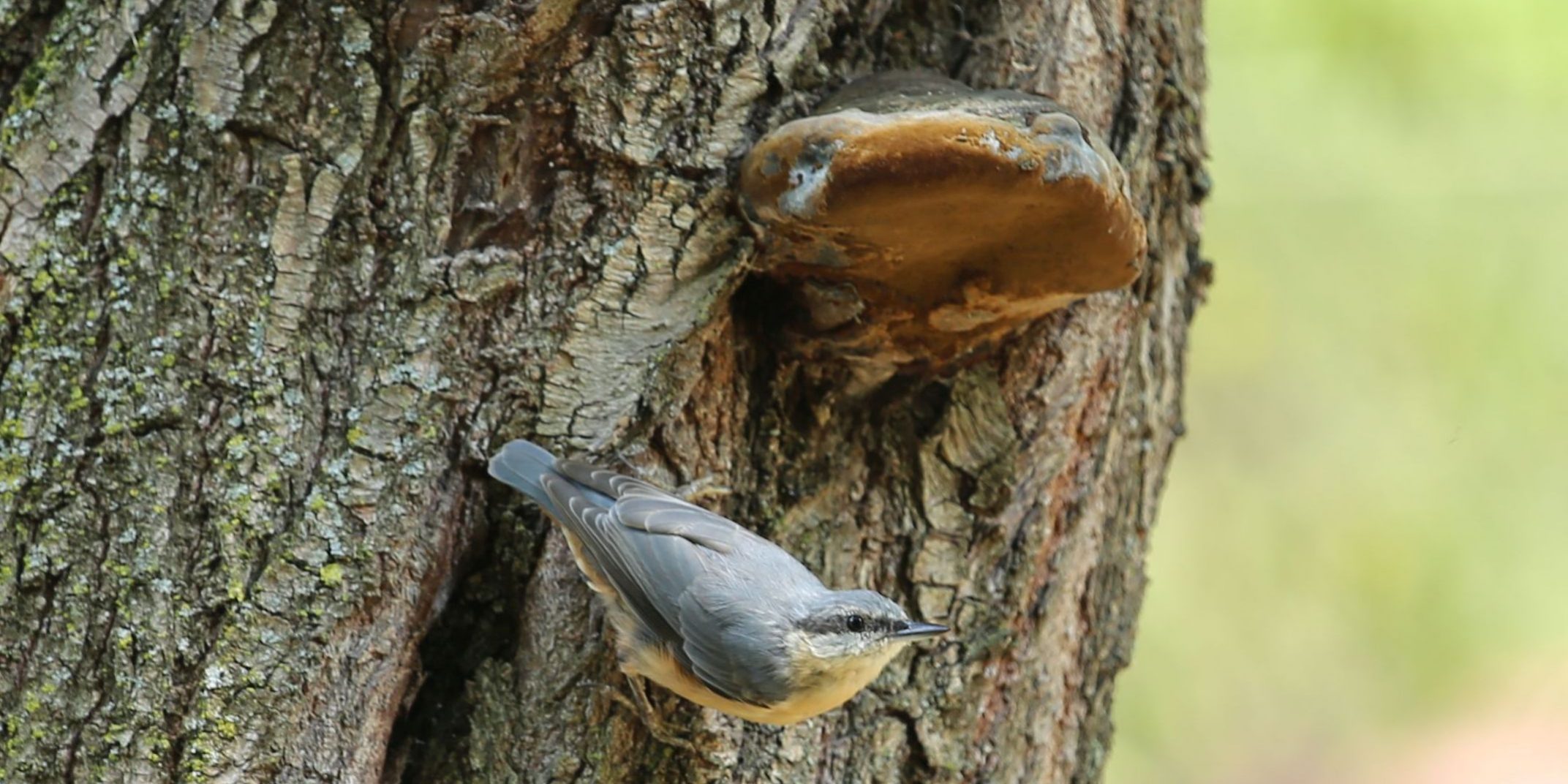 țicleanul țicleanul