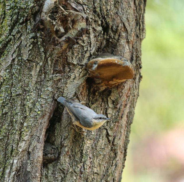 țicleanul țicleanul