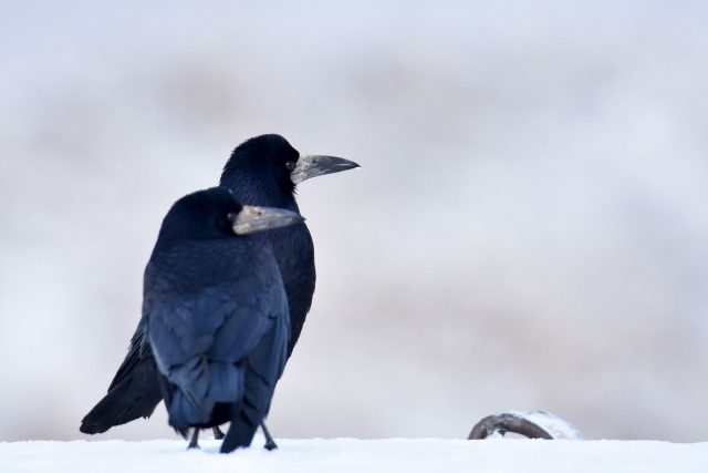 Corvus frugilegus Cioara de semănătură