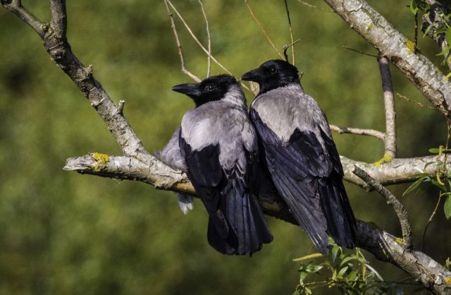 cioara grivă cioara grivă