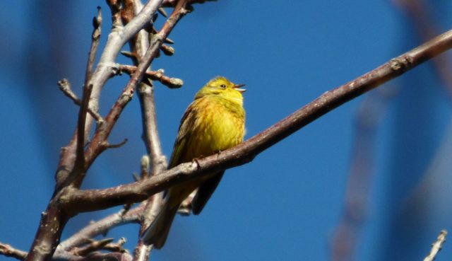 Păsările cântătoare Păsările cântătoare